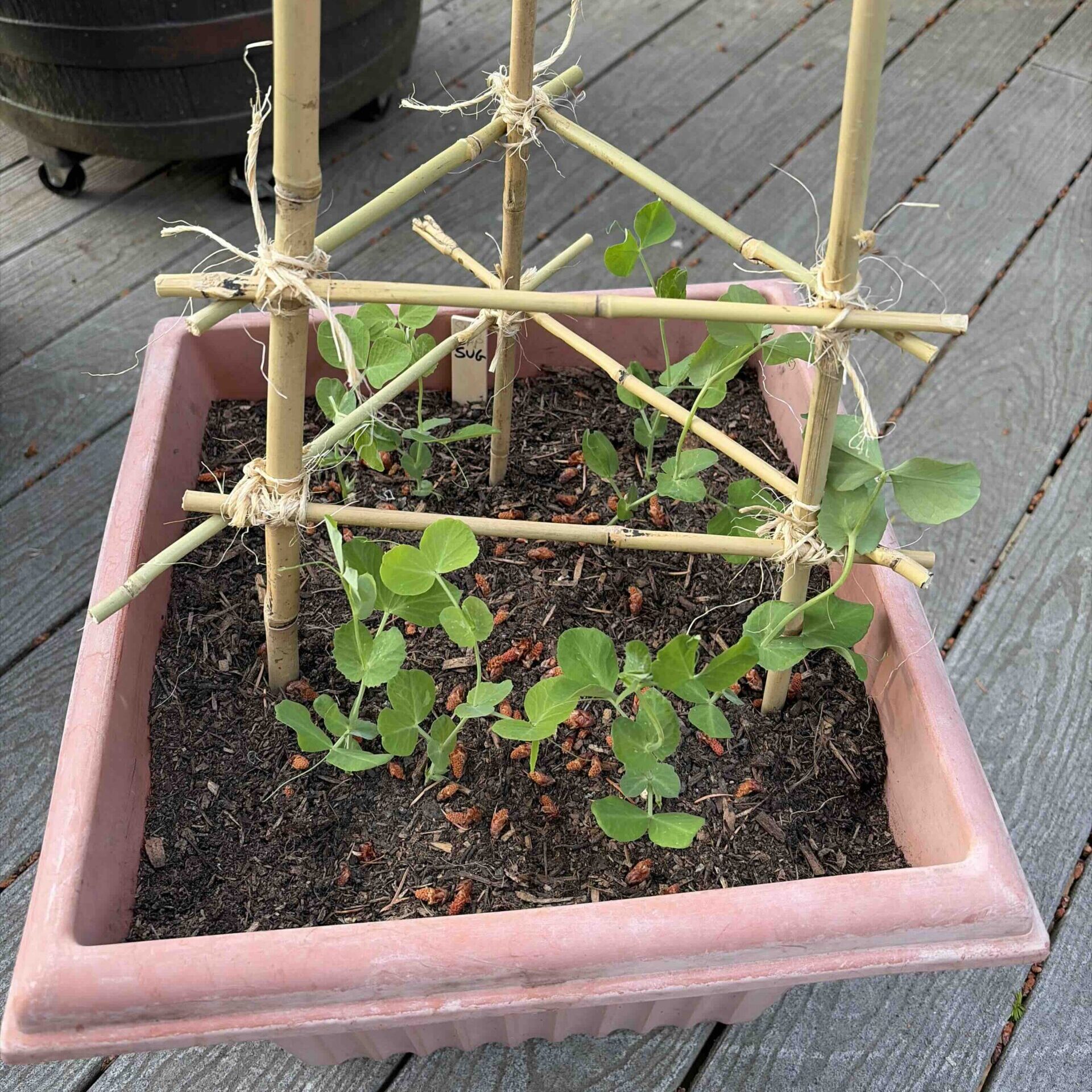 Peas growing in mulch and worm castings